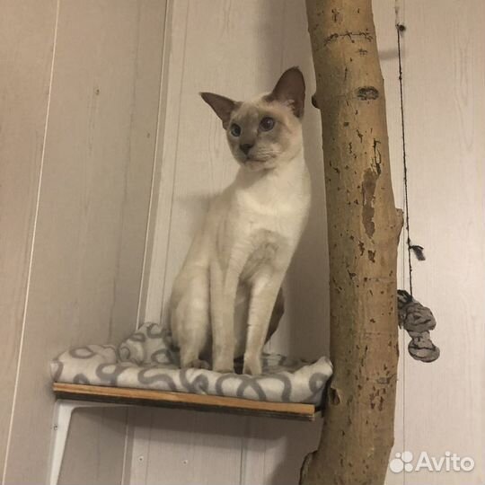 Вязка ориентал