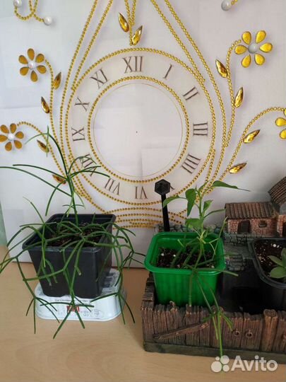 Молочай тирукалли