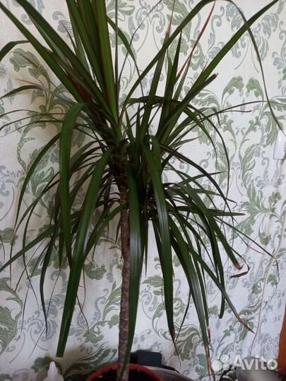 Фикус бенжамина/ Мединелла/ Драцена