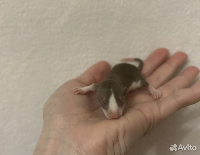 Крысята Дамбо малыши редкие из питомника