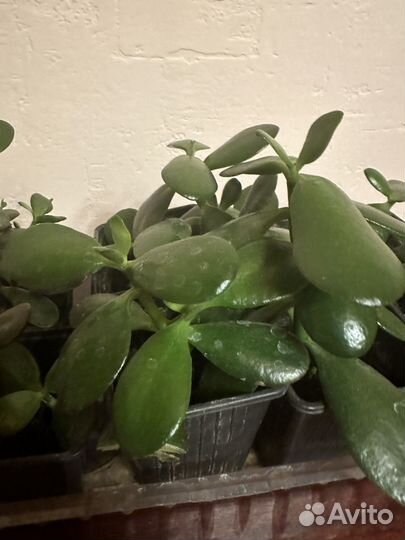 Денежное дерево