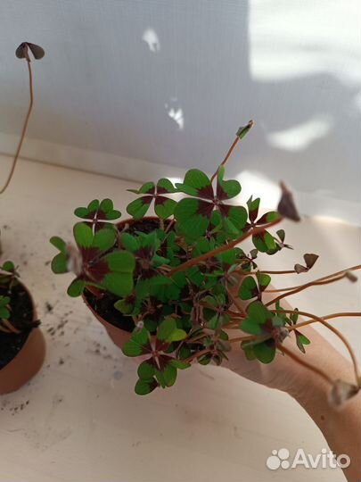 Кислица Оксалис