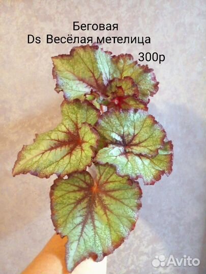 Бегония декоративно лиственная