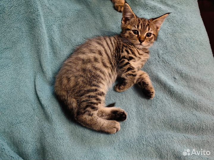 Отдам котят в добрые руки