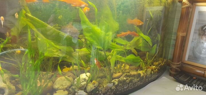 Рыбки, растения, креветки