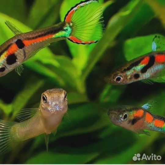 Гуппи Эндлера