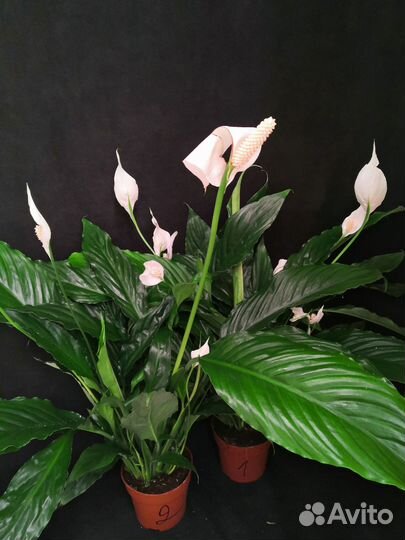Спатифиллум или женское счастье 13/60-65