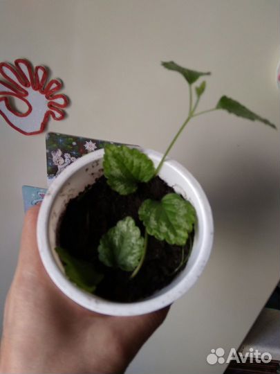 Многолетние цветы Яснотка зеленчуковая