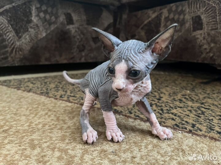 Канадский сфинкс котята