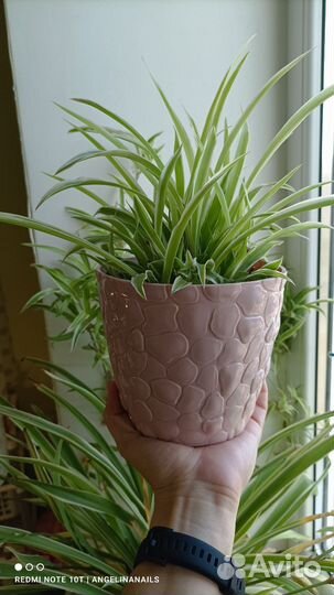 Хлорофитум