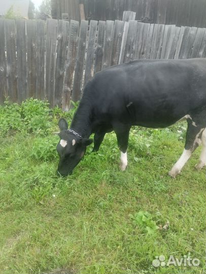 Тёлка стельная