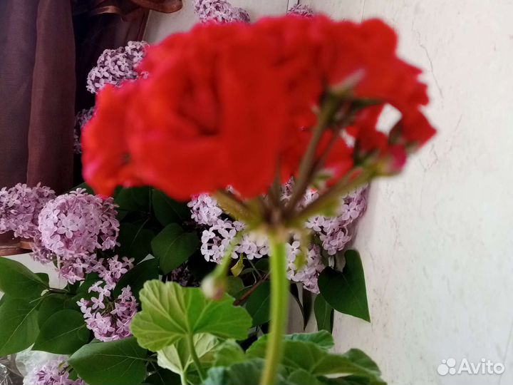 Пеларгония розебудная