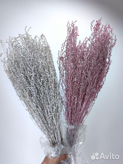 Сухоцветы для творчества