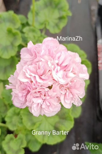 Пеларгония сортовая