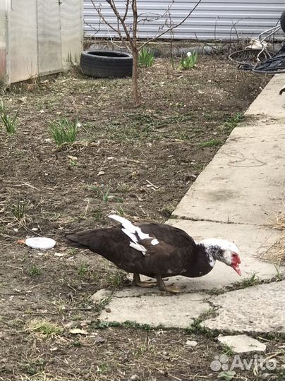 Мускусные утки тяжелые линии