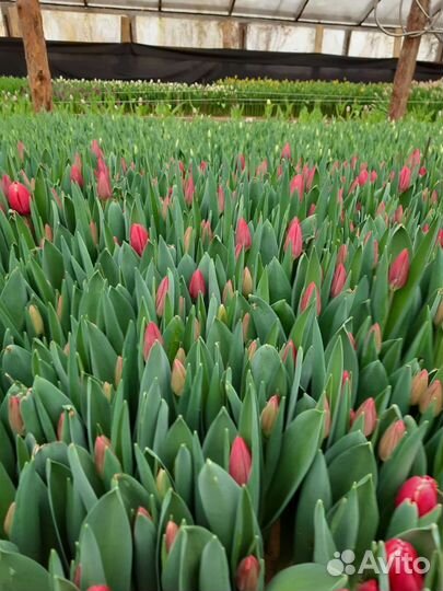 Тюльпаны к 8 марта оптом