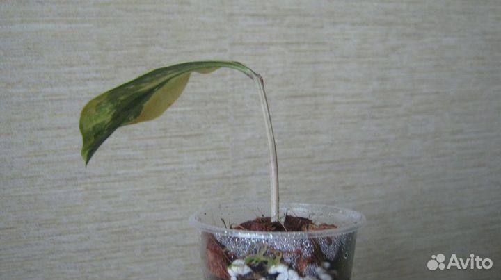 Замиокулькас Long Leave