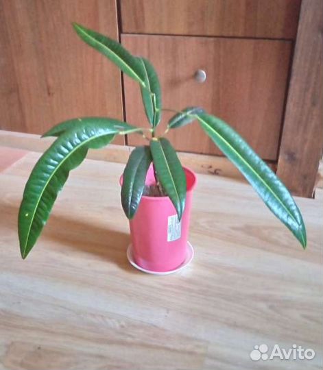 Фиалка, кротон в горшках