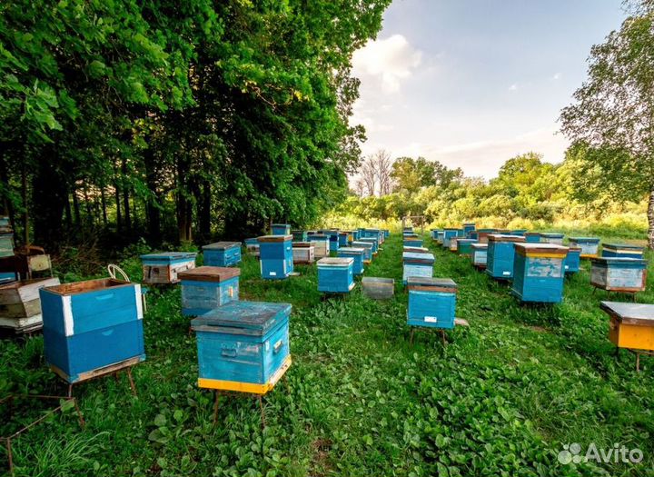 2024 Мед натуральный алтайский опт