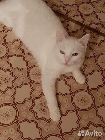 Турецкая ангора