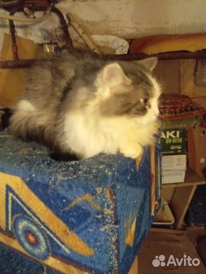 Сема в добрые руки. Кастрирован