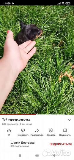 С Р О Ч Н О девочка той терьера мини