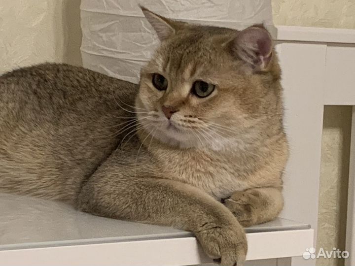 Шотландский кот