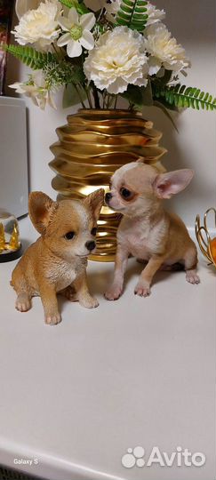 Чихуахуа мини