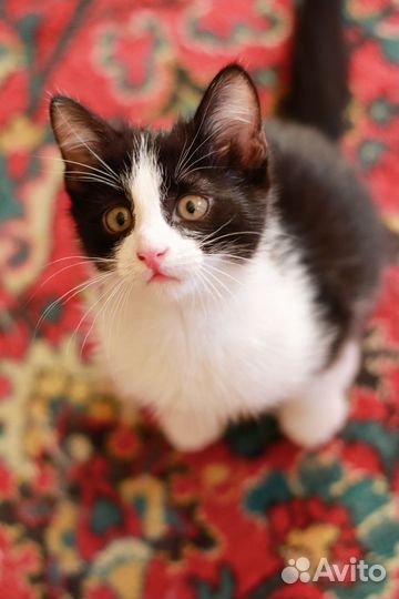 Котенок в добрые руки