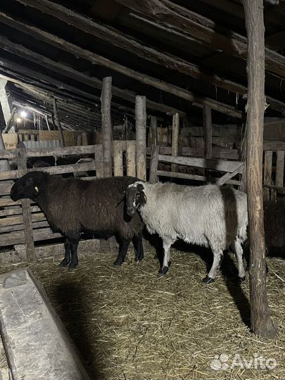 Баран производитель Эдильбаевской породы