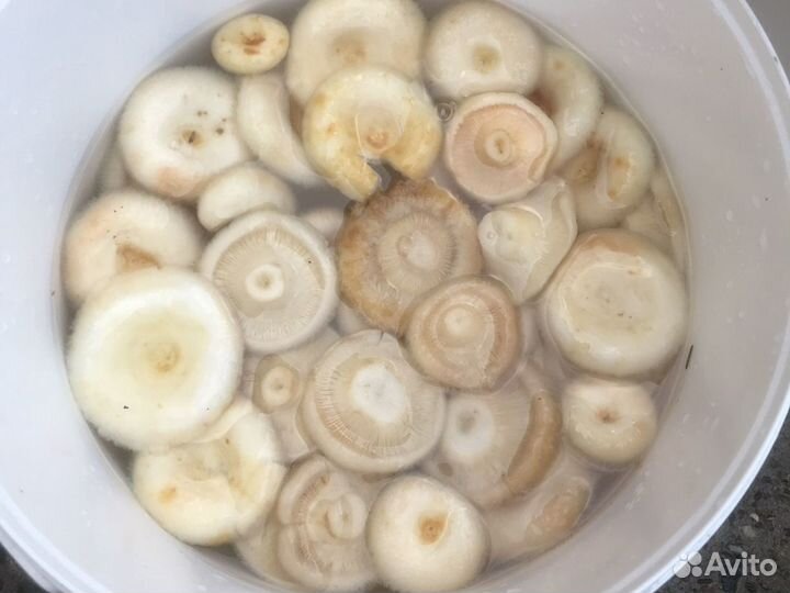 Груздь сырой соленый бочковой