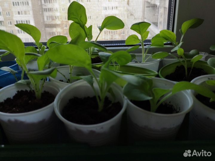 Рассада петунии