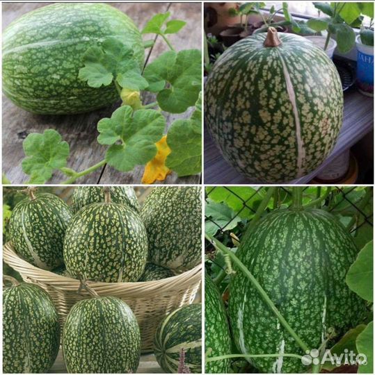Пепино,Фицифолия,Момордика семена