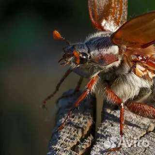 Майский жук