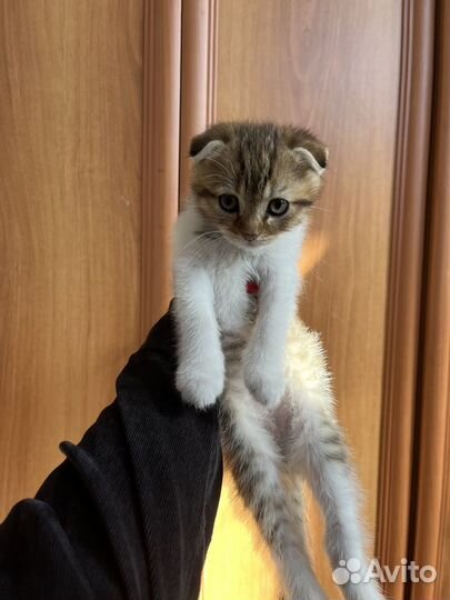 Шотландская