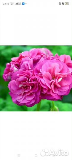 Герань пеларгония розебудные, тюльпанки, зоналки