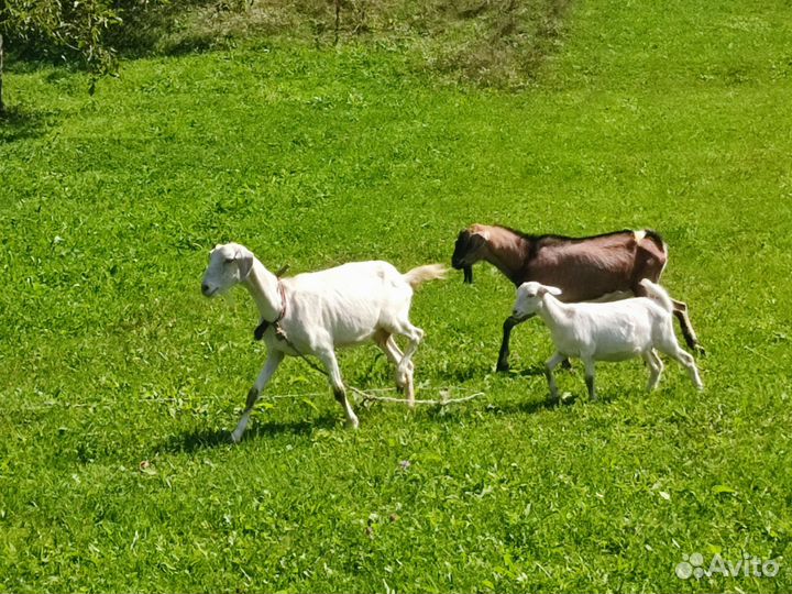Нубийский козёл и заненские козы