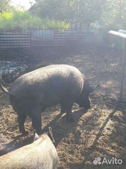 Хряк кабан
