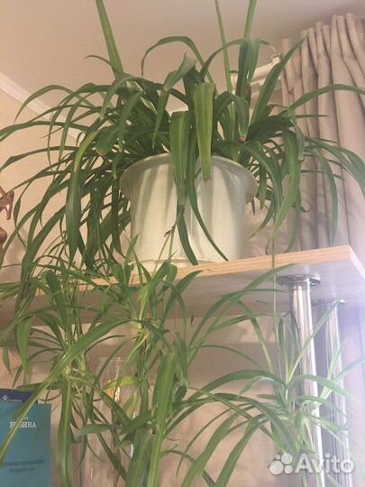 Комнатные растения