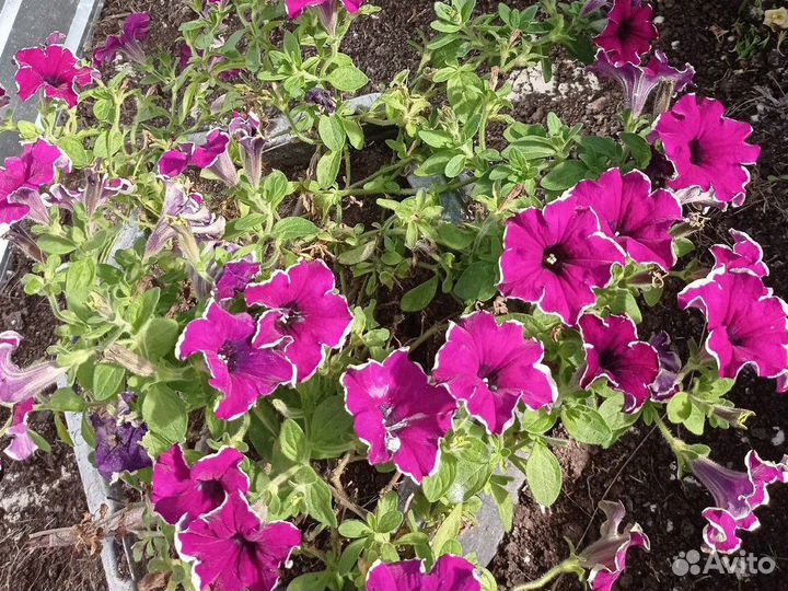 Черенки вегетативной петунии