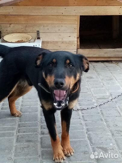 Сторожевой пёс