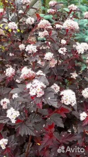 Пузыреплодники,дерен,спиреи,барбарис,бересклет