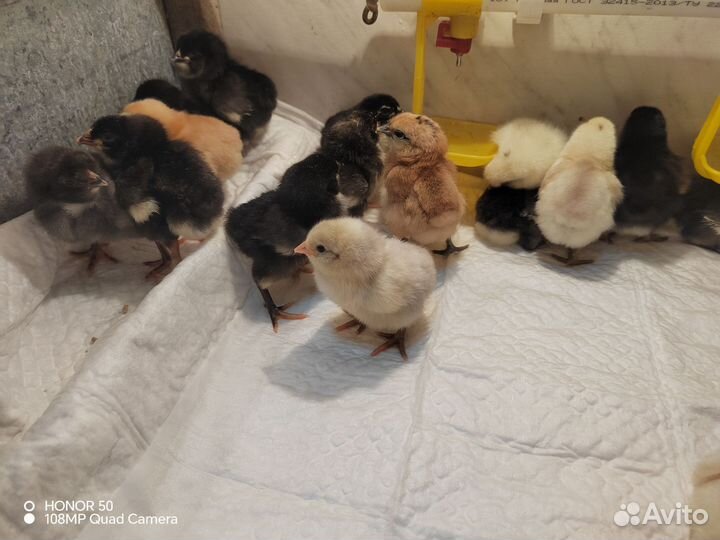 Цыплята суточные доминант