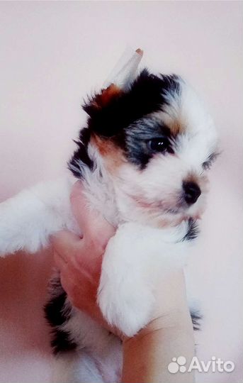 Бивер Йорк девочка 4 мес