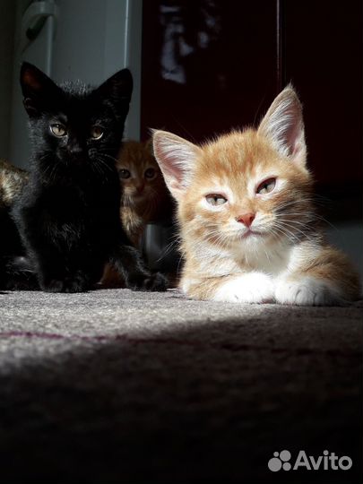 Котята в добрые руки