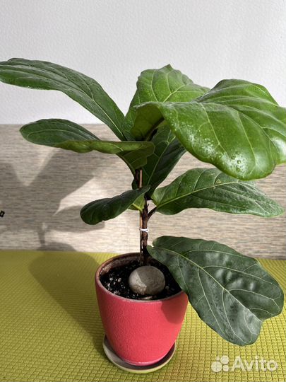 Фикус Лирата Columnaris