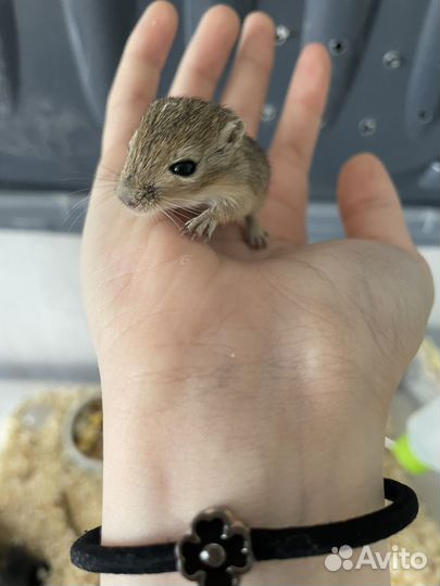 Мышь песчанка