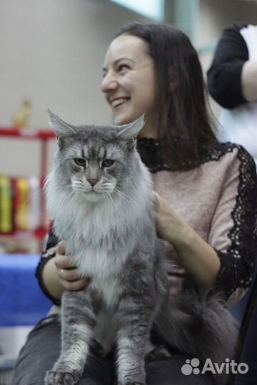 Кот Мейн Куна
