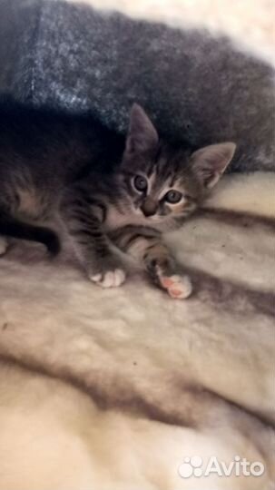 Кошка в дар