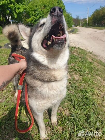Сибирский хаски